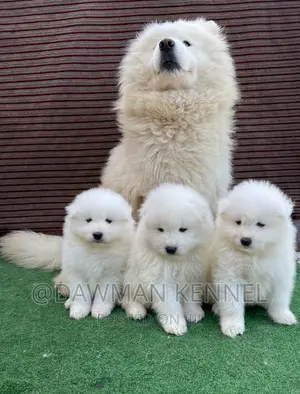 1-3 months Male Purebred Samoyed