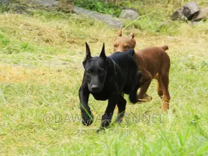 1-3 months Male Purebred Doberman Pinscher