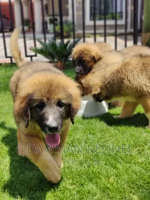 1-3 months Female Purebred Caucasian Shepherd