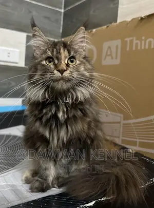 3-6 months Female Purebred Maine Coon