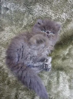 1-3 months Male Purebred Persian