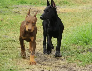 1-3 months Male Purebred Doberman Pinscher