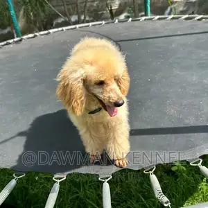 3-6 months Male Purebred Poodle