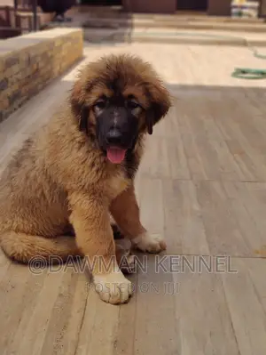 1-3 months Male Purebred Caucasian Shepherd