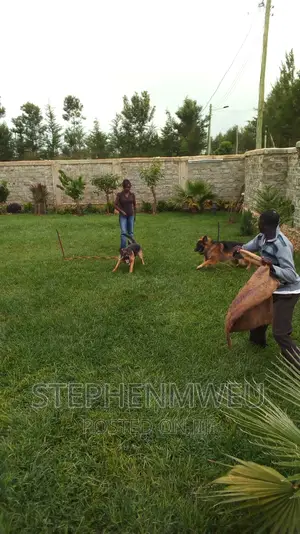 Dog Training Services