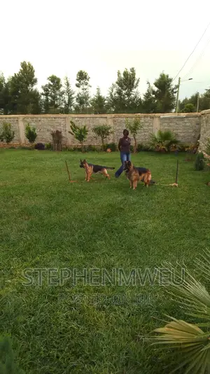 Dog Training Services