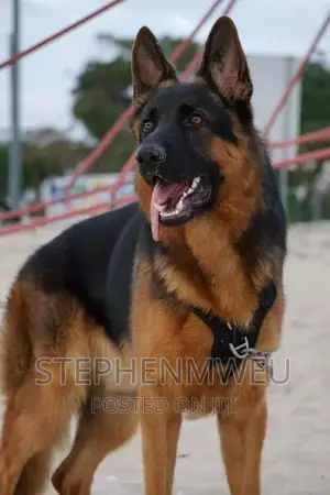 Dog Training Services