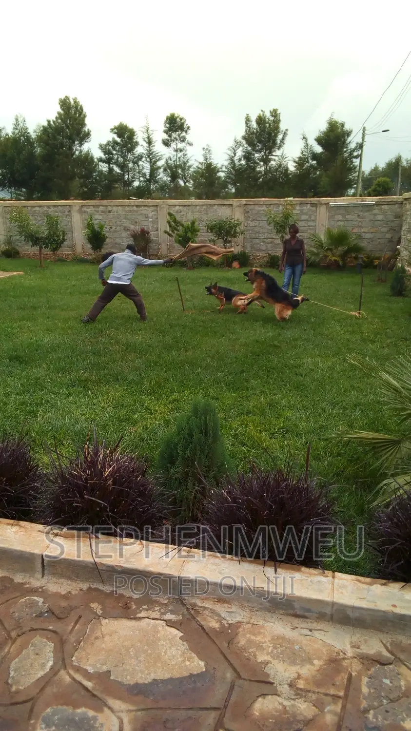 Dog Training Services