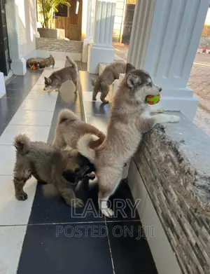 1-3 months Female Purebred Siberian Husky