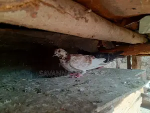 African Pigeons for Sale - Pair