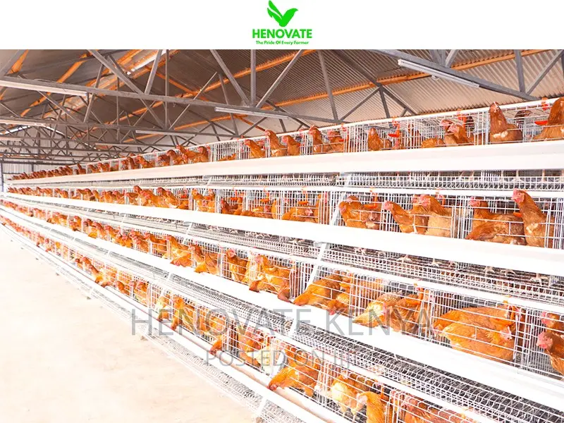 Fully Galvanized Battery Cages 4floor Layer Cages
