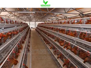 Fully Galvanized Battery Cages 4floor Layer Cages