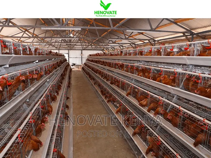 Fully Galvanized Battery Cages 4floor Layer Cages