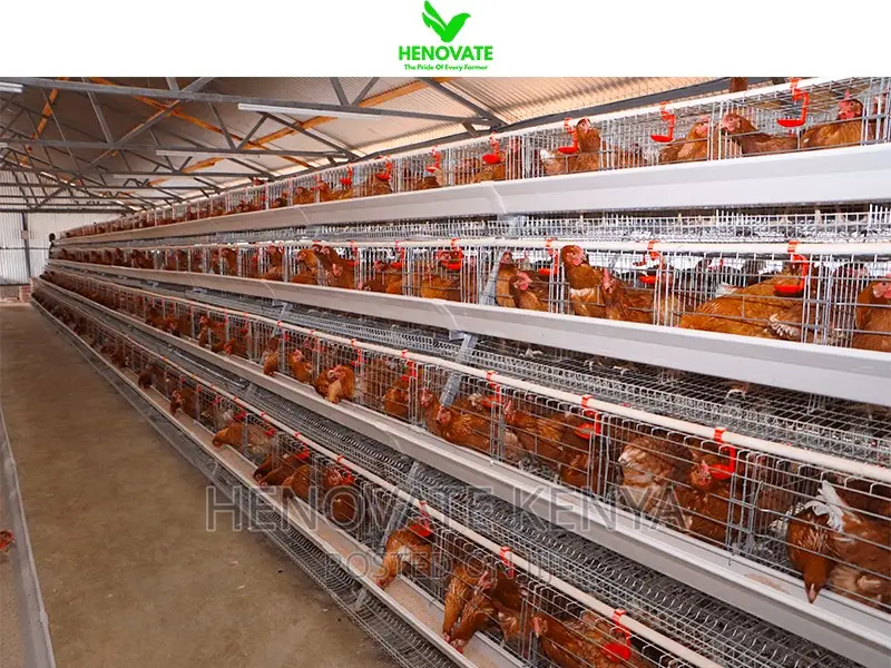 Fully Galvanized Battery Cages 4floor Layer Cages