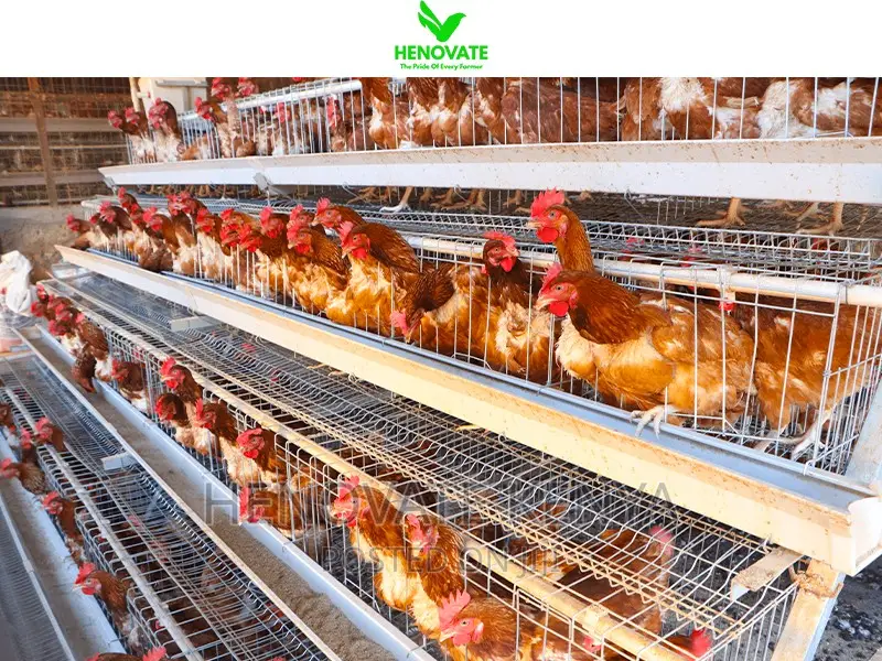 Fully Galvanized Battery Cages 4floor Layer Cages