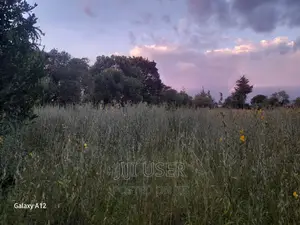 Sunhemp Seeds