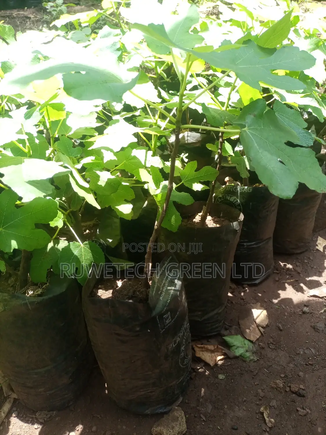 Fig Fruit Seedlings