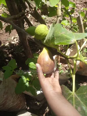 Fig Fruit Seedlings