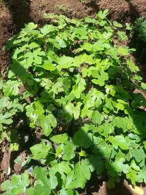 Fig Fruit Seedlings