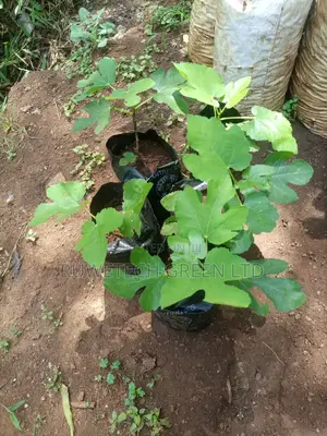 Fig Fruit Seedlings