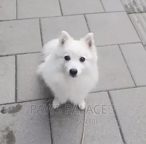 3-6 months Male Purebred Japanese Spitz