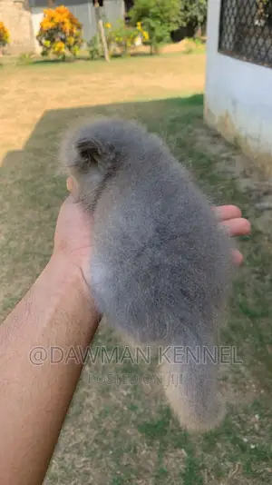 1-3 months Male Purebred Persian