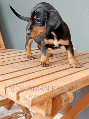 1-3 months Female Purebred Dachshund