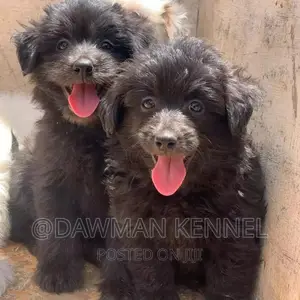 1-3 months Male Purebred Havanese