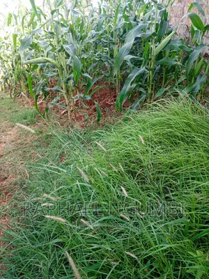 Machakos Katethya/Canaan