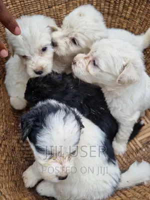 3-6 months Male Purebred Maltese