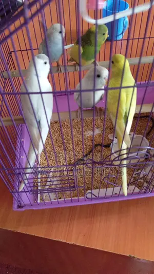Budgies -Birds