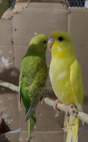 Healthy Budgies