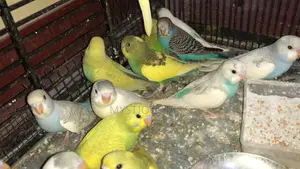 Young Budgies