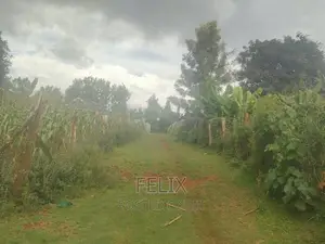 Nyeri /Giakanja 50/100