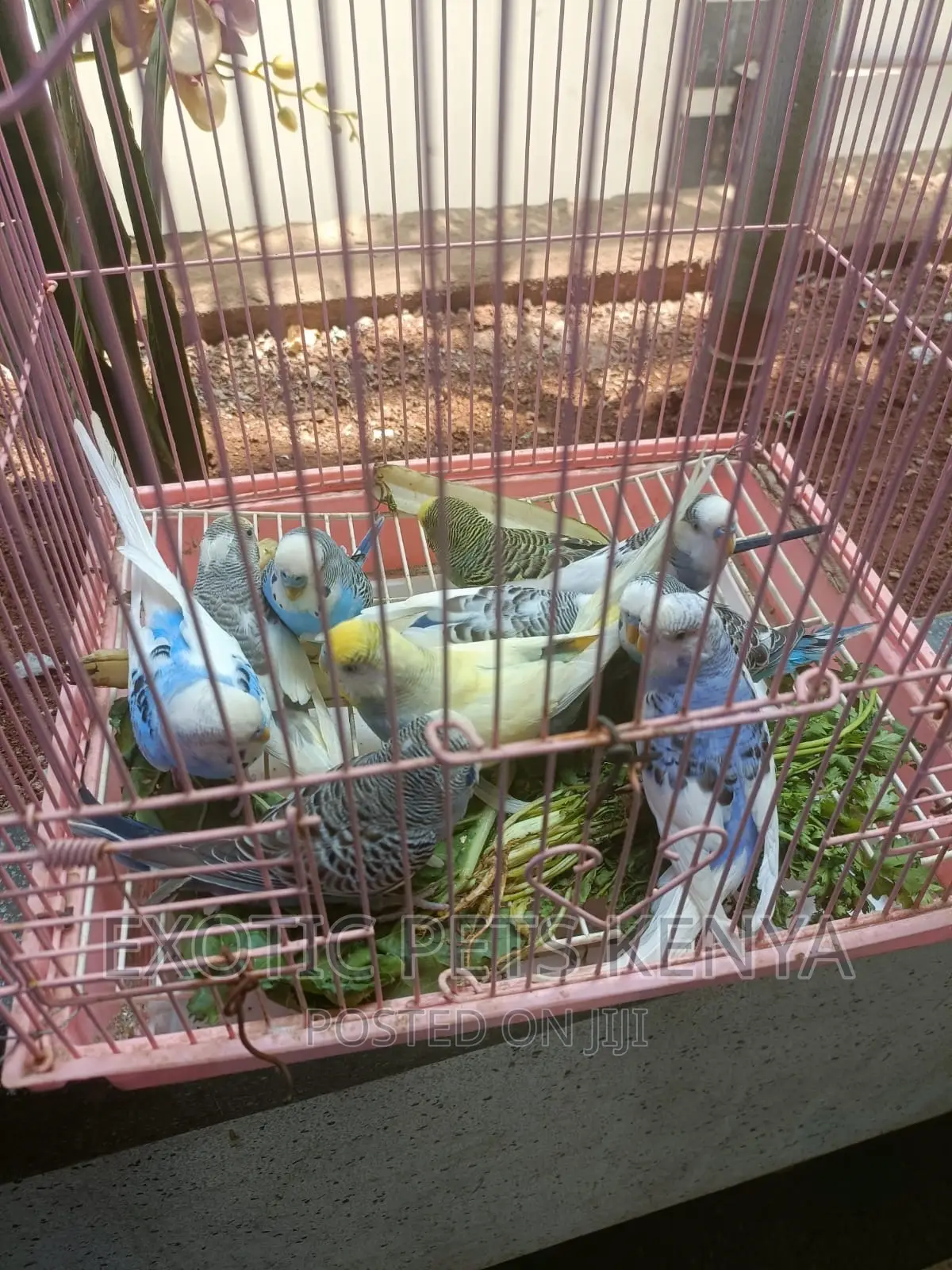 Budgie Pairs
