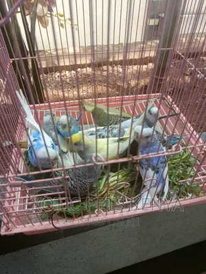 Budgie Pairs