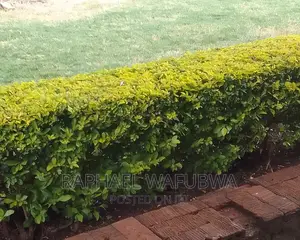 Indoor Plant Care Gardener