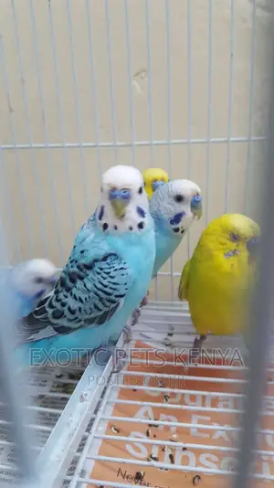 Breeding Male Budgies