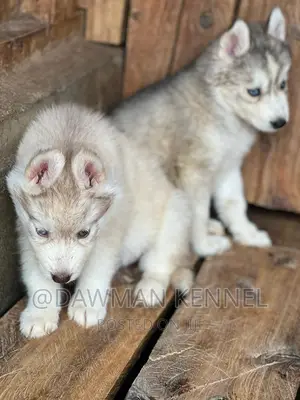 1-3 months Male Purebred Siberian Husky