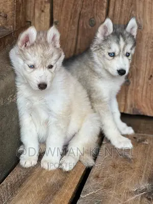1-3 months Female Purebred Siberian Husky