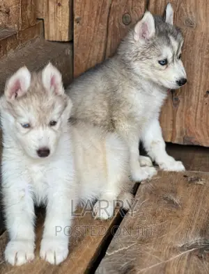 1-3 months Female Purebred Siberian Husky