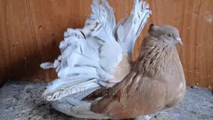 Male Brown Fantail