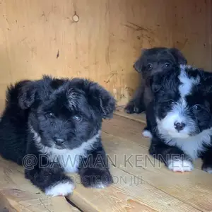 1-3 months Female Purebred Havanese
