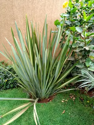 Icecarscade Garden and Landscaping Services