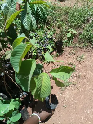 Custard Apples