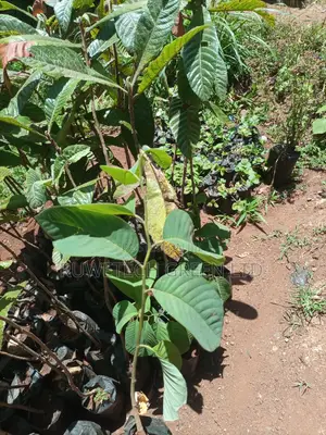 Custard Apples