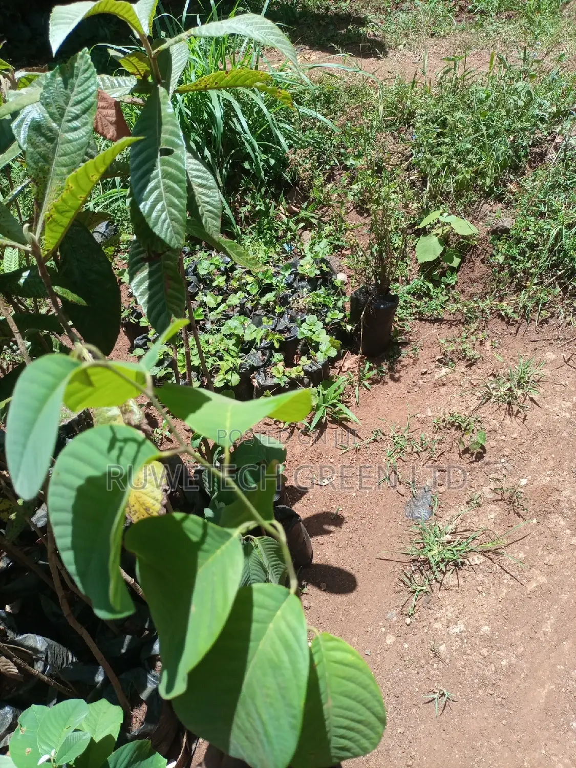 Custard Apples