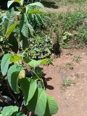 Custard Apples