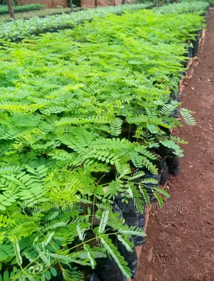 Flamboyant Tree Seedlings Available