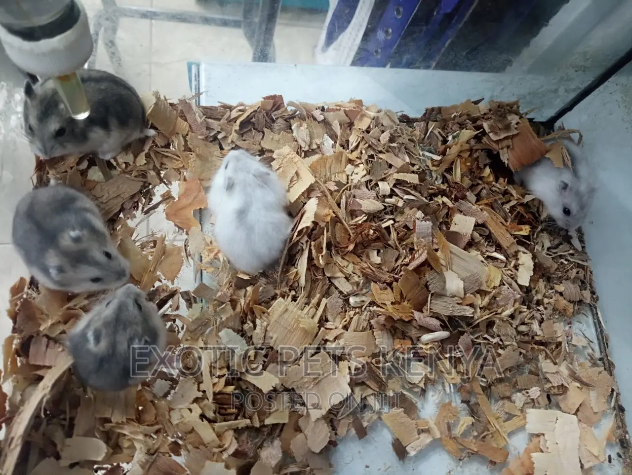 Hamsters Russian Dwarf